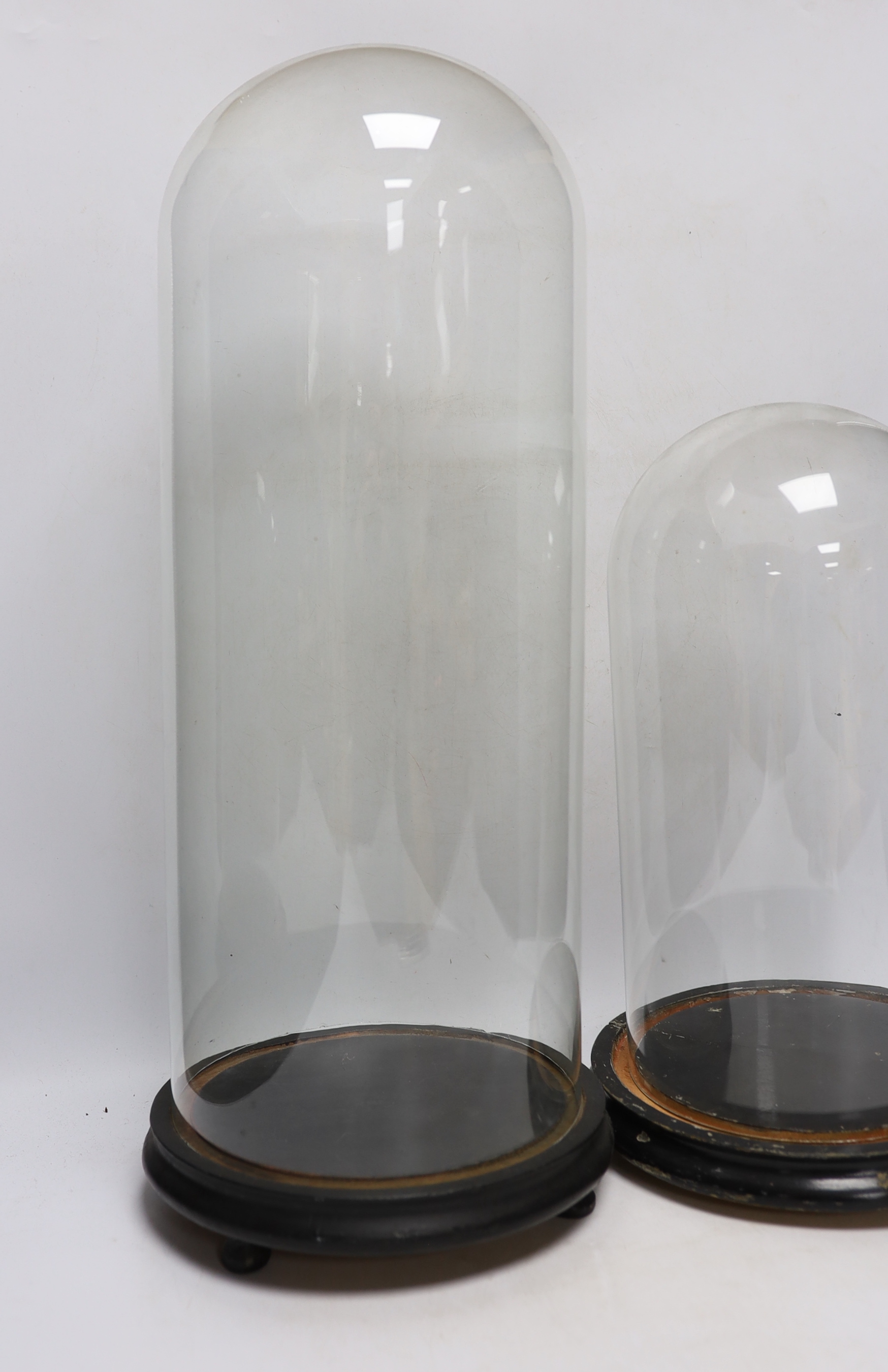 Two glass domes on stands, largest 55cm high